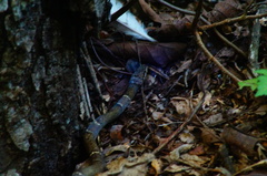 Leptodeira nigrofasciata