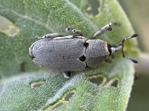 Tobacco Stalk Borer photo 2