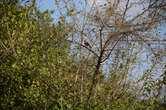 Cercotrichas leucophrys