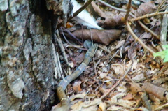 Leptodeira nigrofasciata