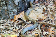 Leptodeira nigrofasciata