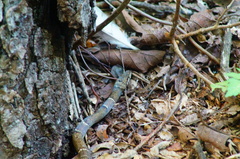 Leptodeira nigrofasciata