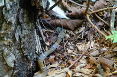 Leptodeira nigrofasciata