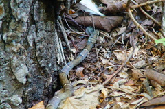 Leptodeira nigrofasciata