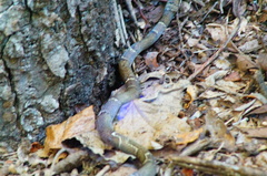 Leptodeira nigrofasciata