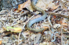 Leptodeira nigrofasciata