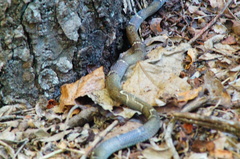 Leptodeira nigrofasciata