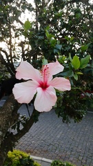 Hibiscus