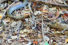 Leptodeira nigrofasciata