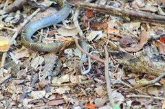 Leptodeira nigrofasciata