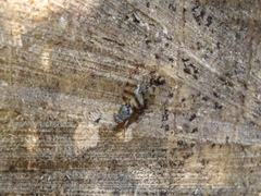 Pseudotephritina