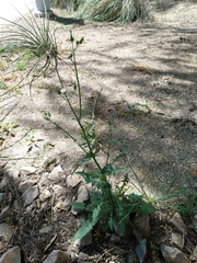 Sonchus oleraceus