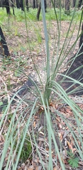 Xanthorrhoea concava