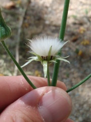 Sonchus oleraceus