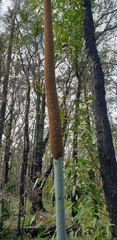 Xanthorrhoea concava