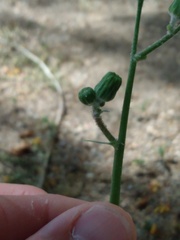 Sonchus oleraceus