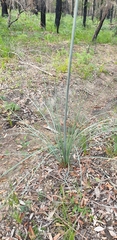 Xanthorrhoea concava