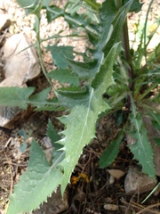 Sonchus oleraceus