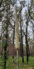 Xanthorrhoea concava