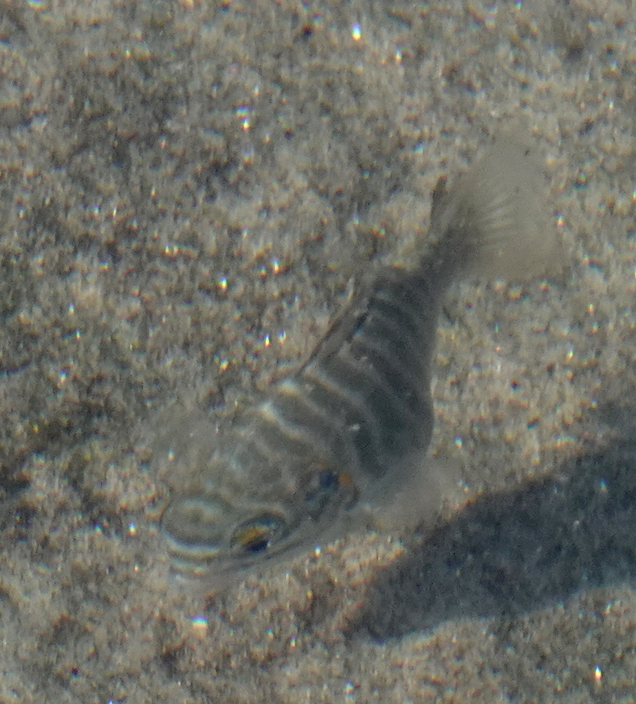 Perch