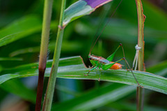 Conocephalus cognatus