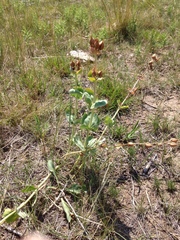 Penstemon grandiflorus