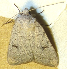 Abagrotis trigona