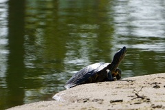 Trachemys scripta