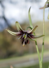 Fritillaria brandegeei