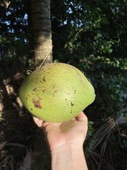 Cocoseae
