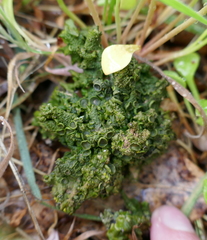 Melanohalea subolivacea