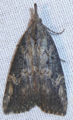 Hypena humuli