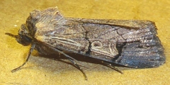 Dichagyris grotei