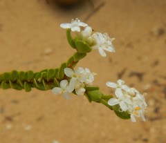 Pimelea flava