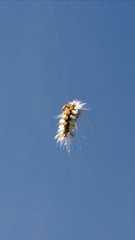 Halysidota ruscheweyhi