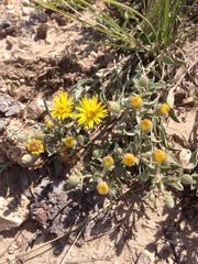Heterotheca angustifolia