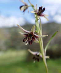 Fritillaria brandegeei