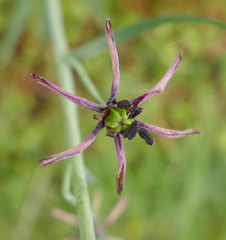 Fritillaria brandegeei
