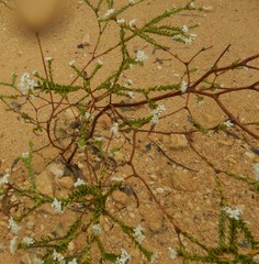 Pimelea flava