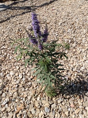 Vitex agnus-castus