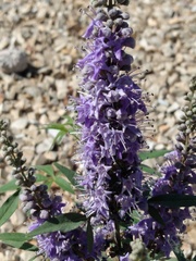 Vitex agnus-castus