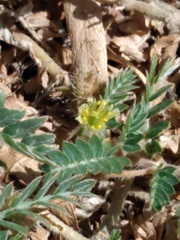Tribulus terrestris