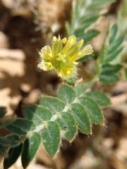 Tribulus terrestris