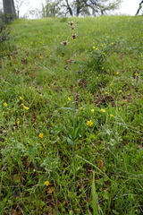 Fritillaria brandegeei