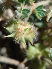 Tribulus terrestris