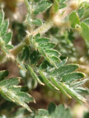 Tribulus terrestris
