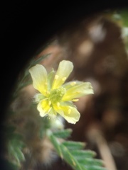 Tribulus terrestris