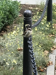 Passer domesticus