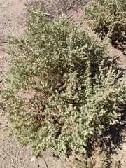 Atriplex elegans