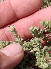 Atriplex elegans